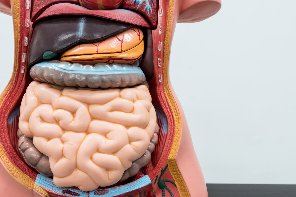 anatomical model of the digestive system