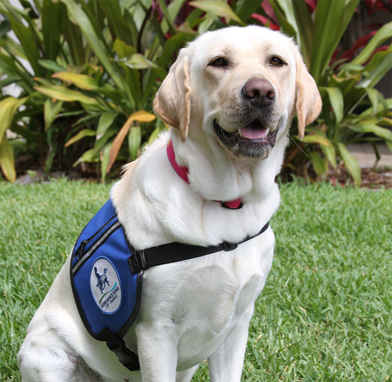 Labrador retriever dog wearing service vest