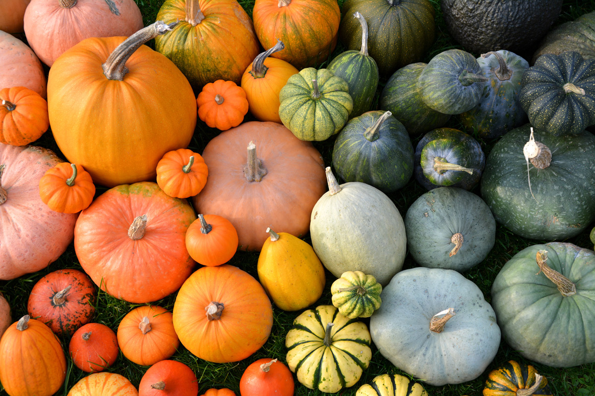 different varieties of pumpkins of different sizes, shapes and colors grouped together