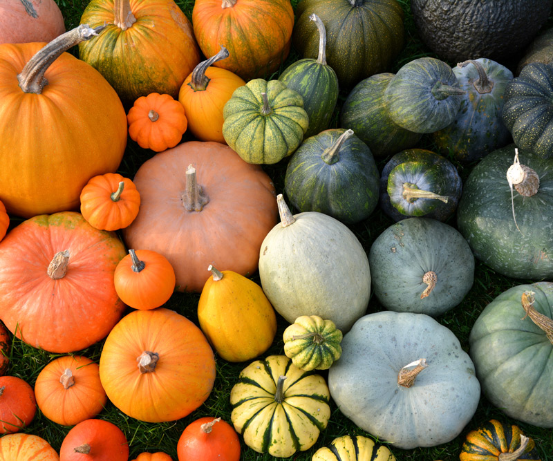 different varieties of pumpkins of different sizes, shapes and colors grouped together