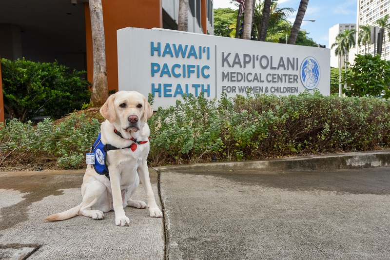 Ruby on sidewalk in front of Kapiolani Medical Center sign
