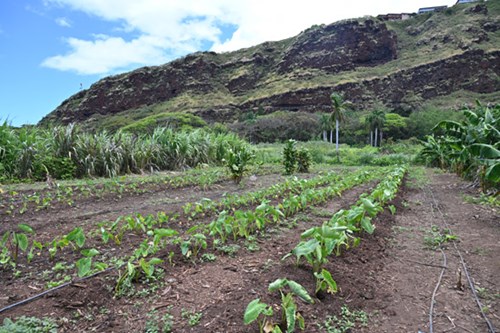 Aloha Aina Poi, located in Makaweli Valley on Kauai, used loans from Feed The Hunger Fund toward a new refrigeration system as well as additional staff and delivery vehicles, e-commerce enhancements and facility upgrades.