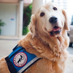 Tucker worked full time as Kapiolani’s facility dog and Chief Canine Officer for nearly a decade.