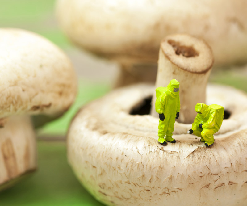 miniature men in hazmat suits examining a mushroom