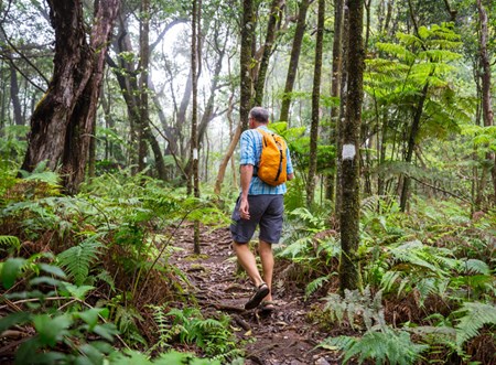 Connecting to nature through hiking or meditative walking forces you to disconnect from technology and reconnect with the world around you.