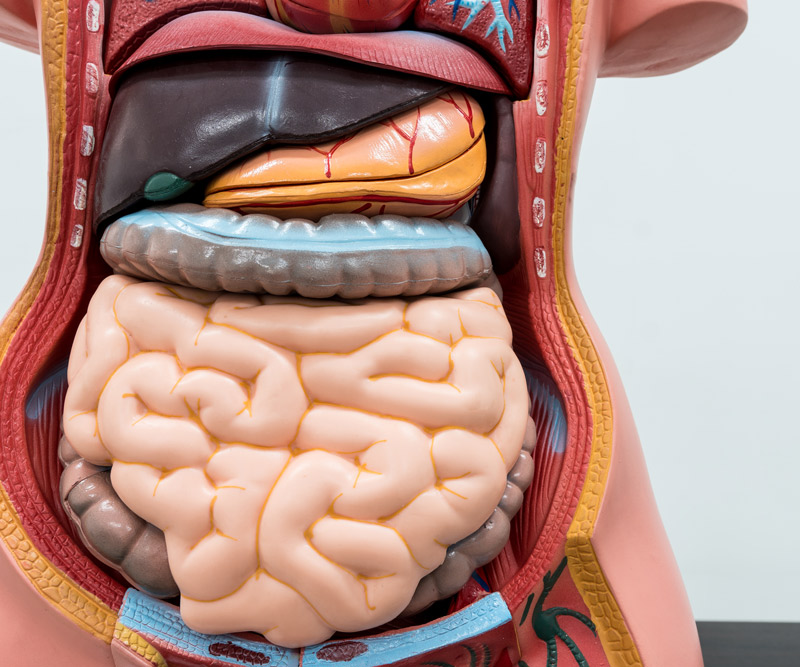 anatomical model of the digestive system