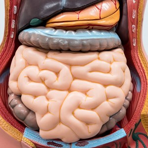 Diving-into-Diverticulitis-What-Causes-This-Condition-&-How-to-Heal-Your-Gut-Discover.jpg