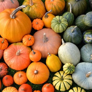 Bibbidi-Bobbidi-Boo 🎃✨🧙🏽‍♀️ We've rounded up 13 recipes from our blog, HealthierHawaii.org, that have fun transforming fall's favorite ingredient into salads, pudding, chili and even mac n' cheese!