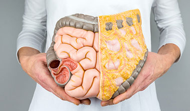 doctor holding model of intestinal tract