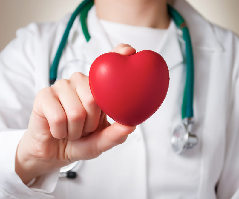 doctor holding up a model of a heart