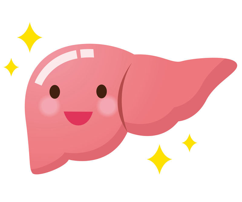 cartoon of a liver