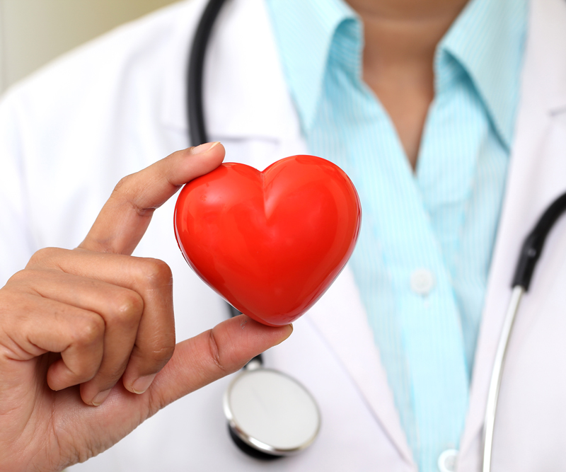 doctor holding up a model of a heart