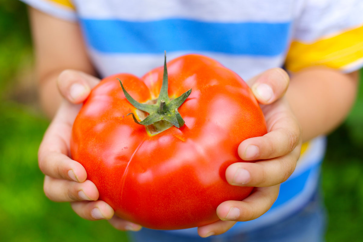 Child holding a tomato