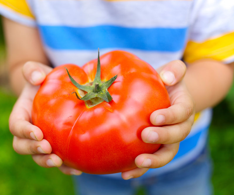 Child holding a tomato