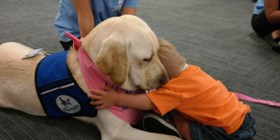 kapiolani patient experience canine