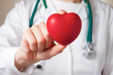 A cardiologist holding a model of a heart