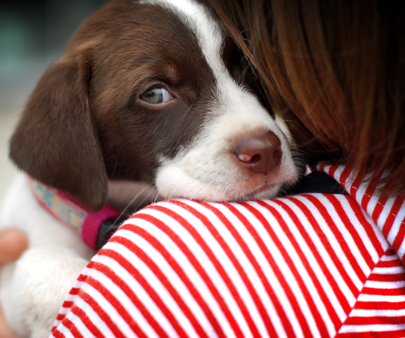 close-up of a girl hugging a puppy