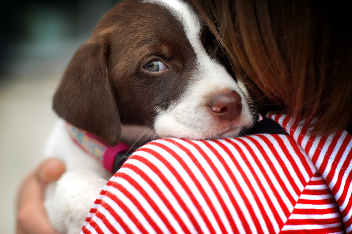 close-up of a girl hugging a puppy