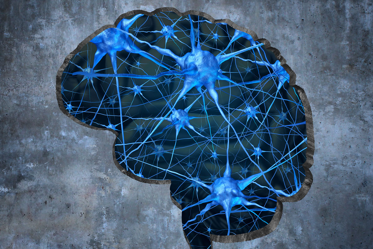 An illustration of a brain.