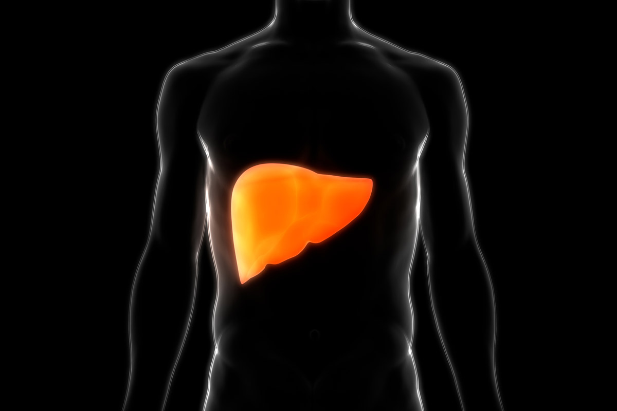3D image of human anatomy showing where the liver is located.